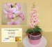 Soutežní dort s orchidejí